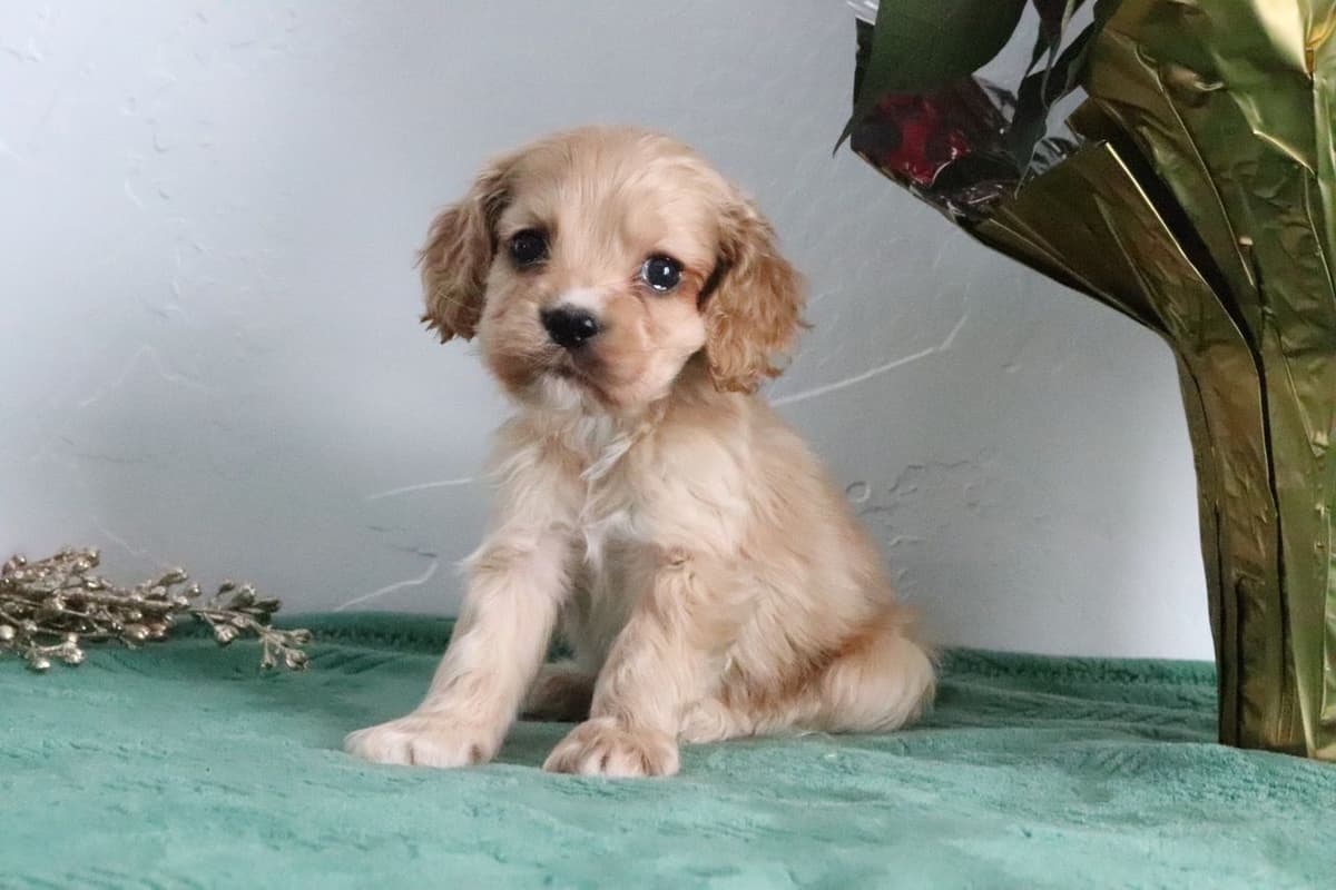 Cocker Spaniel Puppies breeder image 14