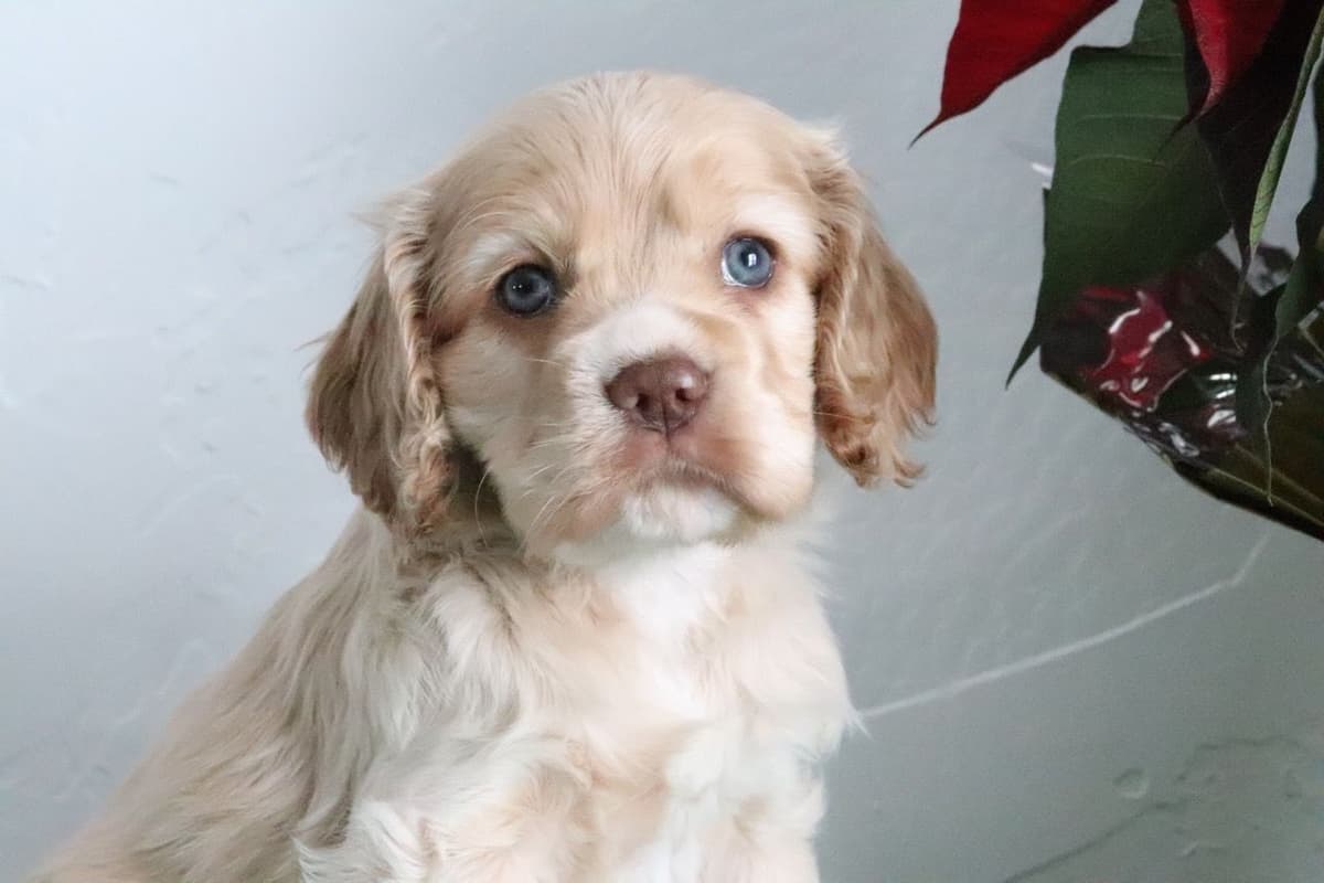 Cocker Spaniel Puppies breeder image 15