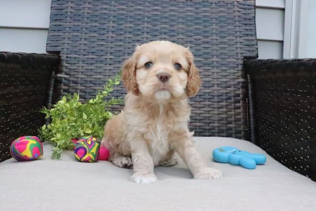 Cocker Spaniel Puppies media 4