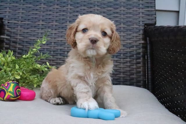 Cocker Spaniel Puppies media 6