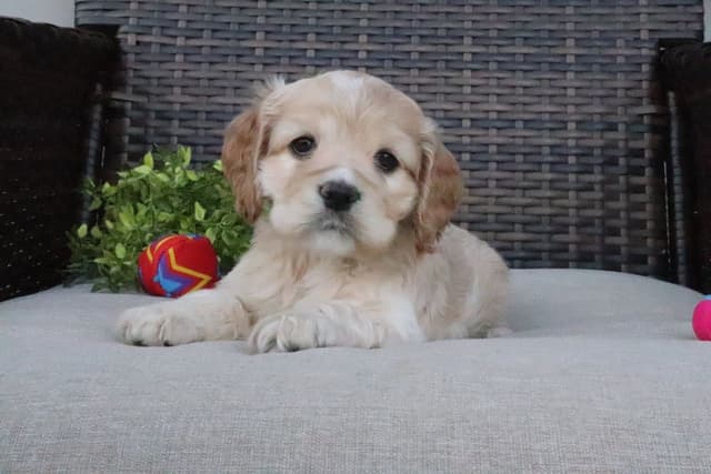 Cocker Spaniel Puppies media 7