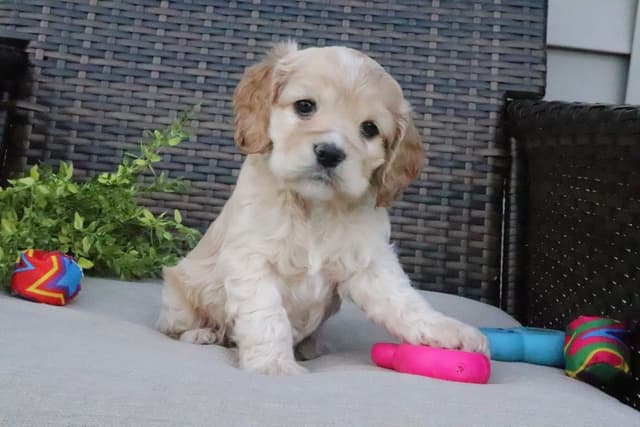 Cocker Spaniel Puppies media 8