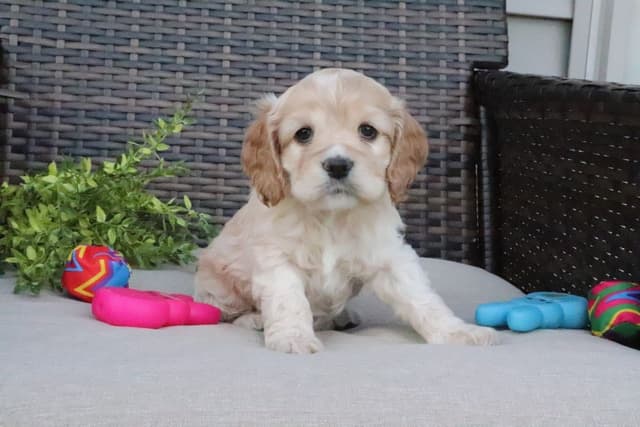 Cocker Spaniel Puppies media 9