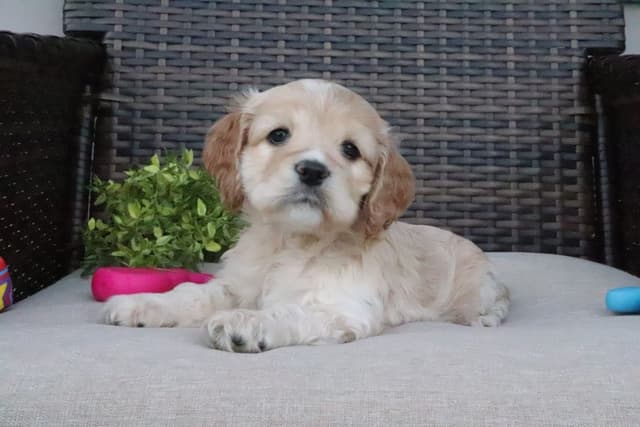 Cocker Spaniel Puppies media 10