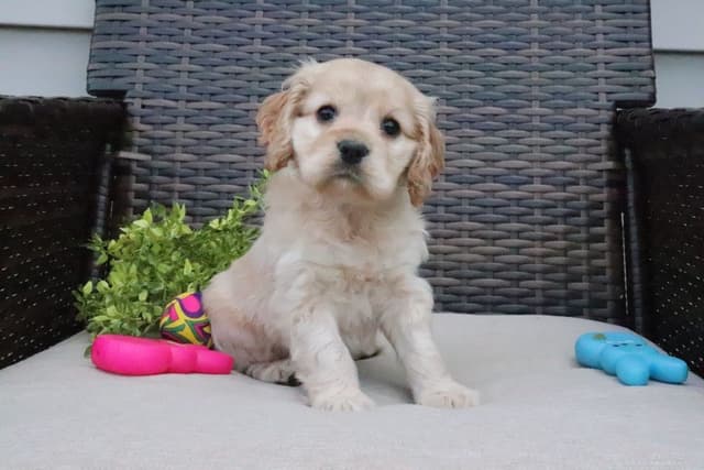 Cocker Spaniel Puppies media 11
