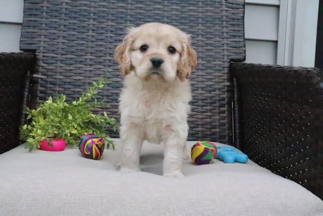 Cocker Spaniel Puppies media 12