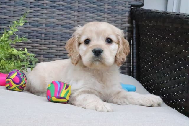 Cocker Spaniel Puppies media 13