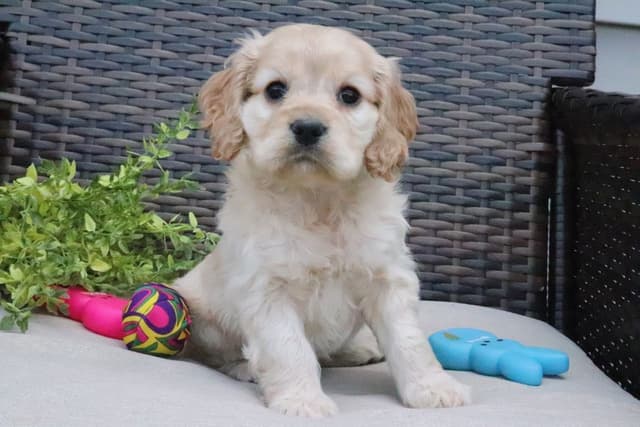 Cocker Spaniel Puppies media 15