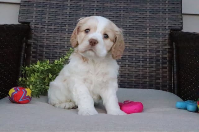 Cocker Spaniel Puppies media 14