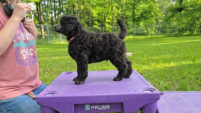 Poodle Puppies media 2