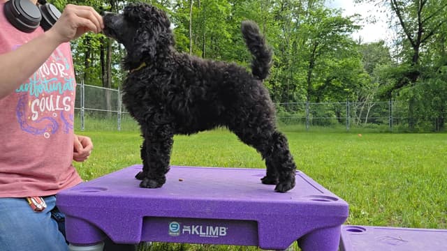 Poodle Puppies media 3