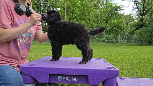 Poodle Puppies media 4