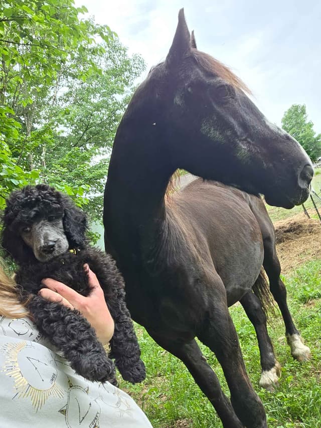 Poodle Puppies media 5
