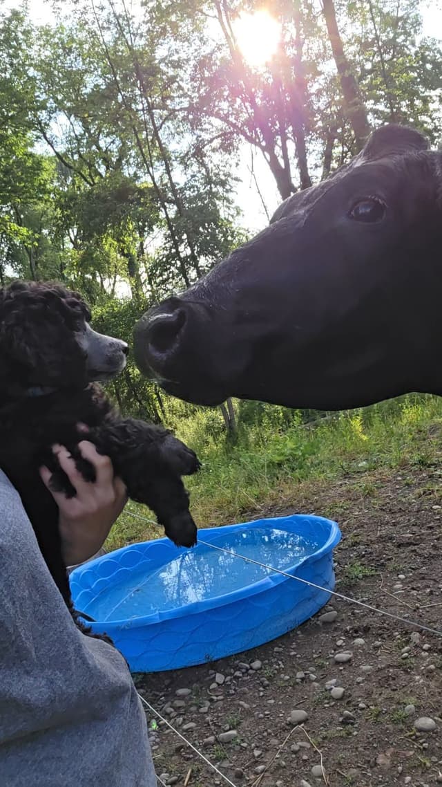 Poodle Puppies media 6