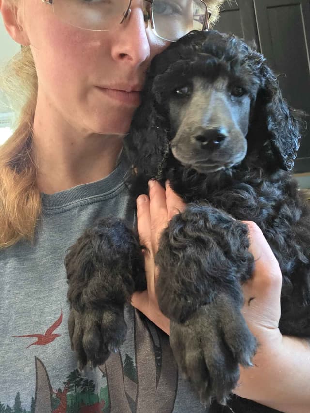 Poodle Puppies media 7