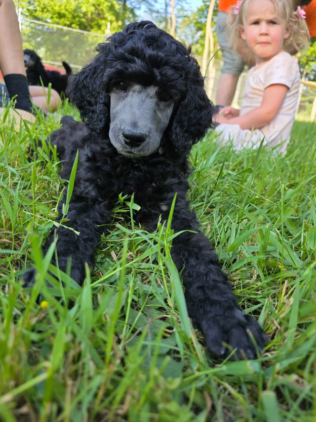 Poodle Puppies media 8