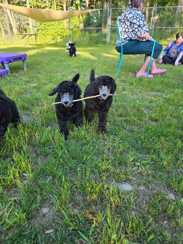 Poodle Puppies media 11