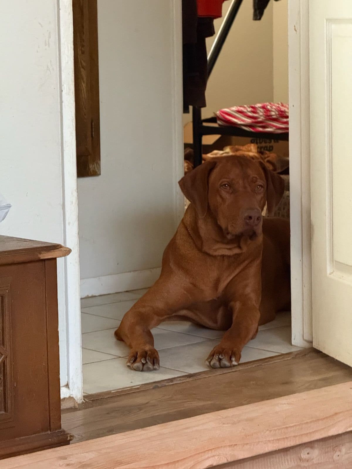 Rhodesian Ridgeback Puppies breeder image 1