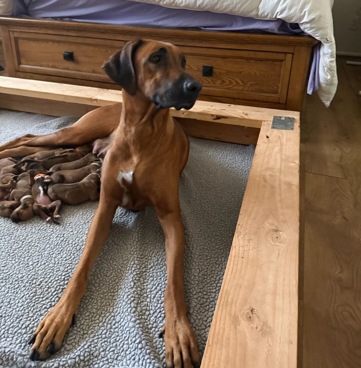 Rhodesian Ridgeback Puppies breeder image 2