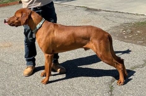 Rhodesian Ridgeback Puppies breeder image 3