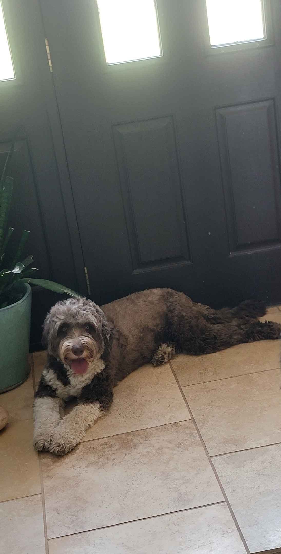 Portuguese Water Dog Puppies breeder image 1