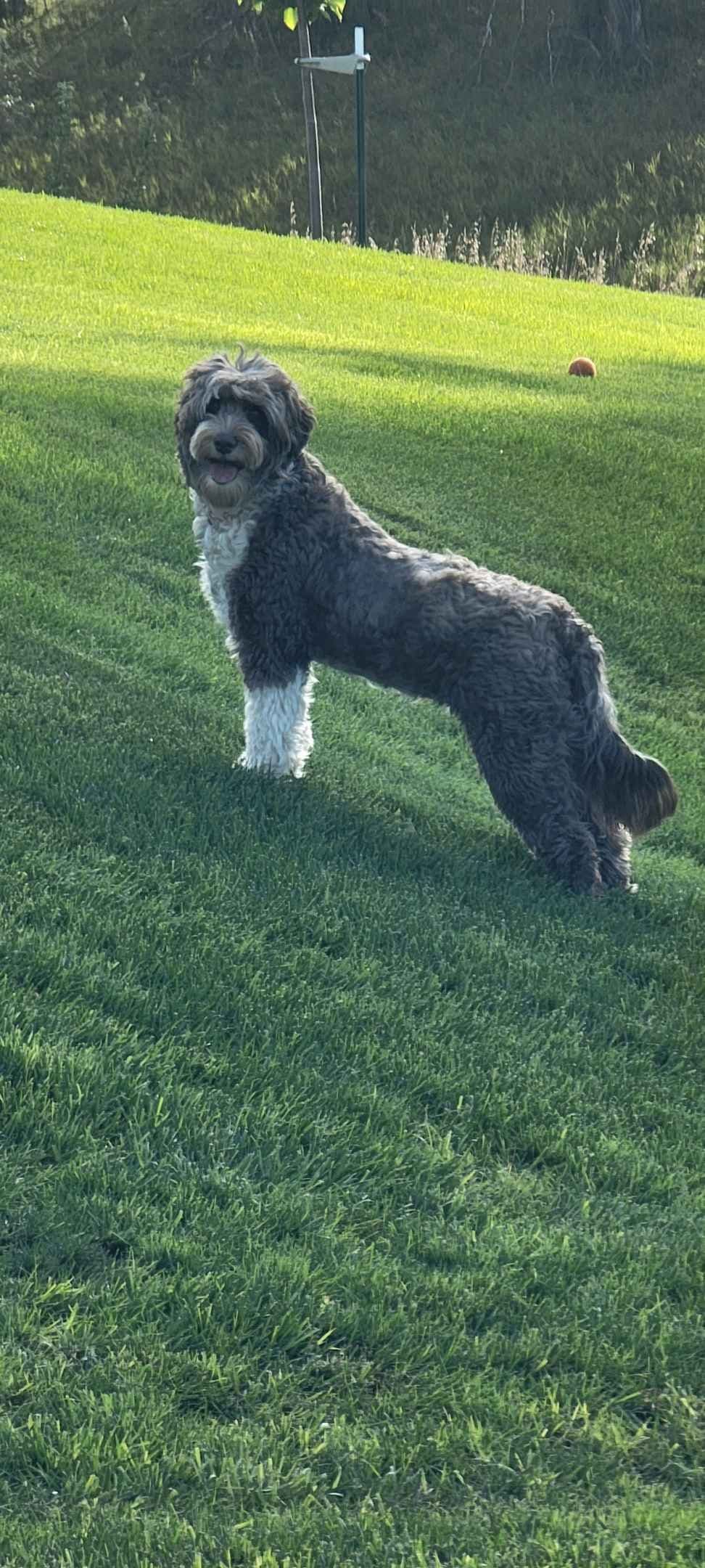 Portuguese Water Dog Puppies breeder image 3