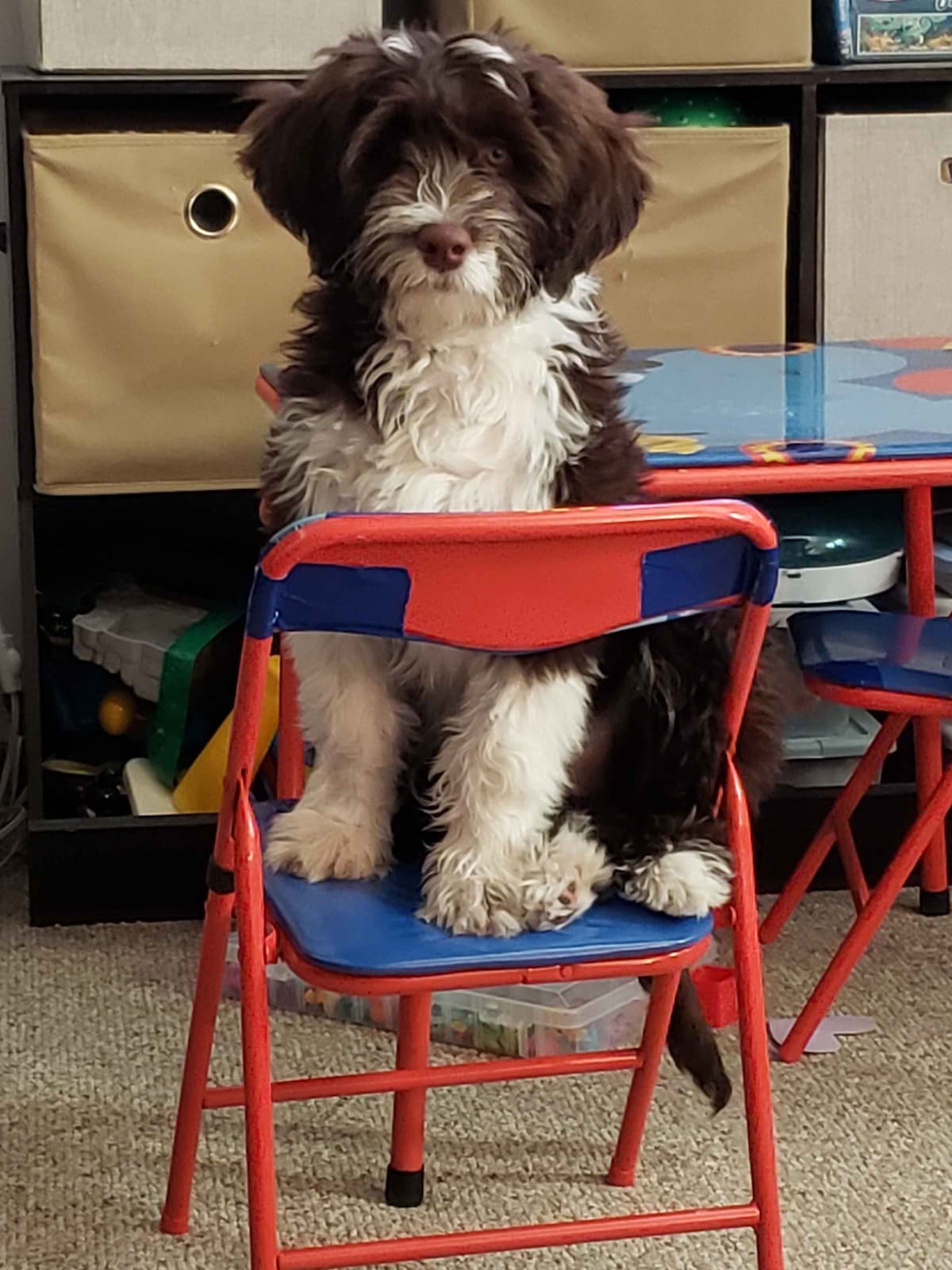 Portuguese Water Dog Puppies breeder image 6