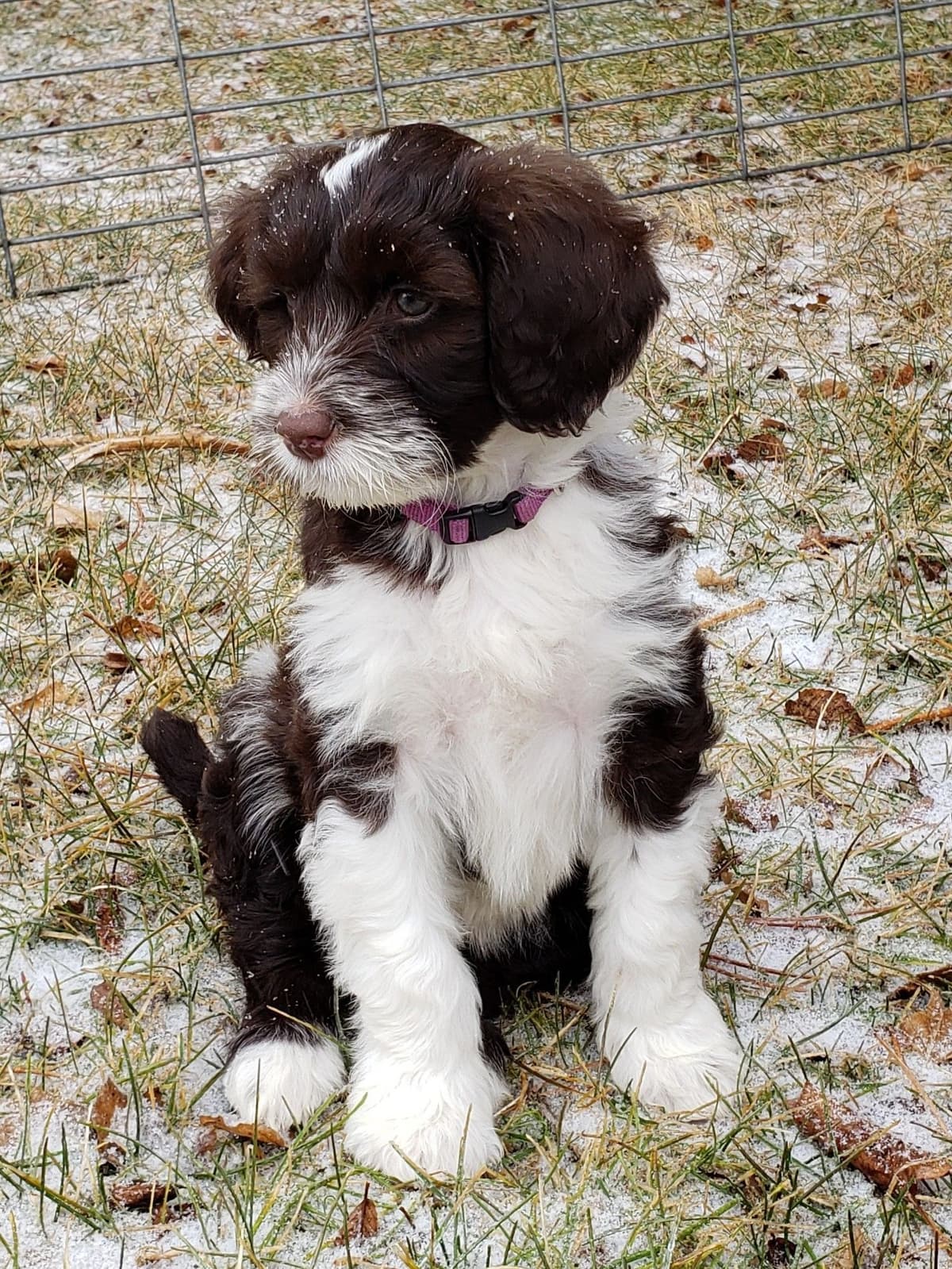 Portuguese Water Dog Puppies breeder image 7