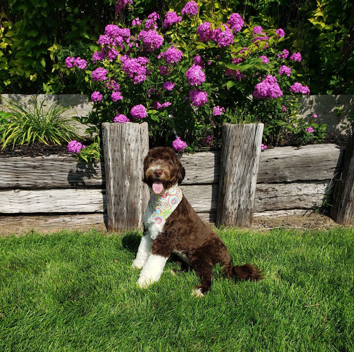Portuguese Water Dog Puppies breeder image 8