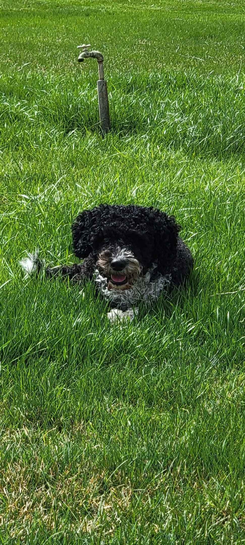 Portuguese Water Dog Puppies breeder image 9