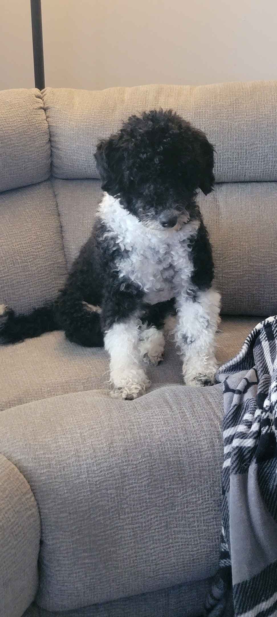 Portuguese Water Dog Puppies breeder image 10