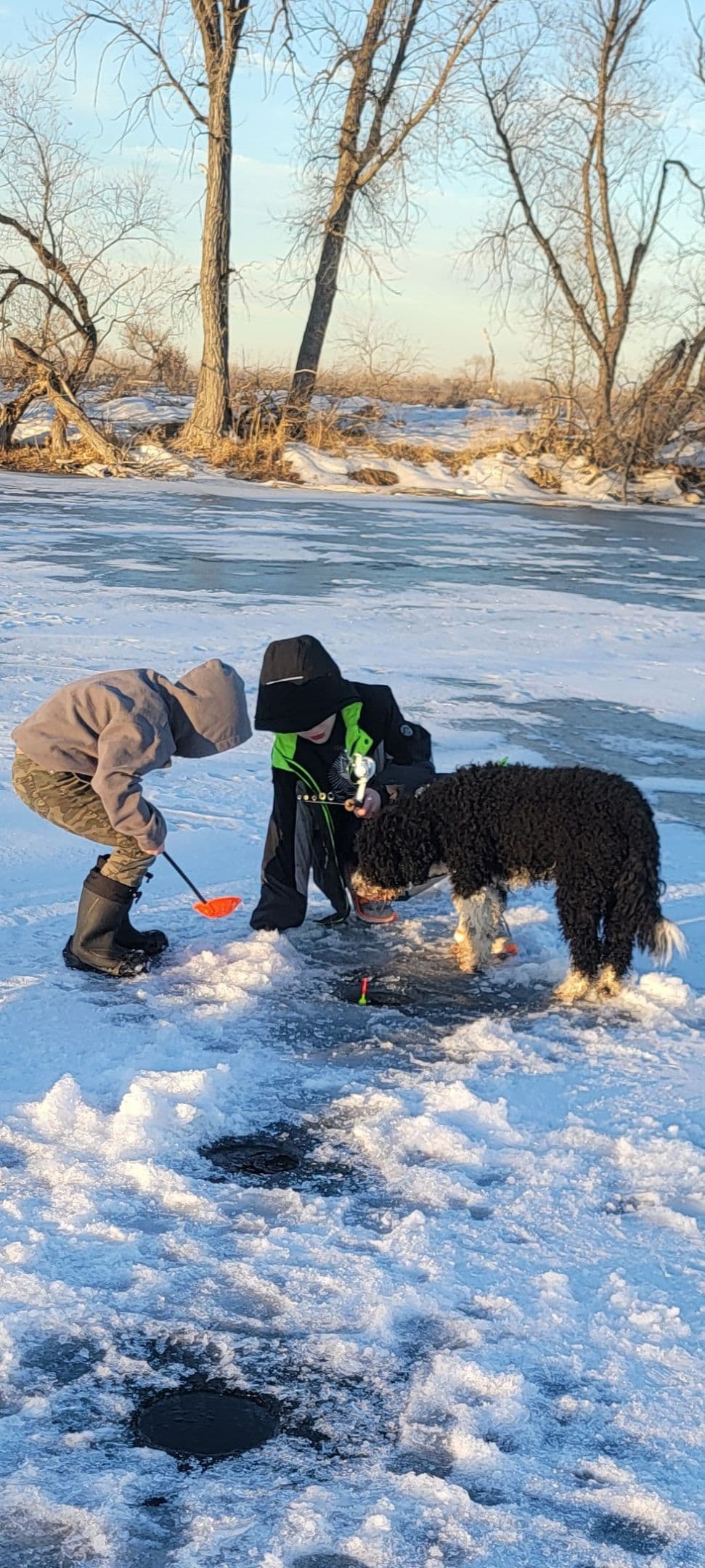Portuguese Water Dog Puppies breeder image 12