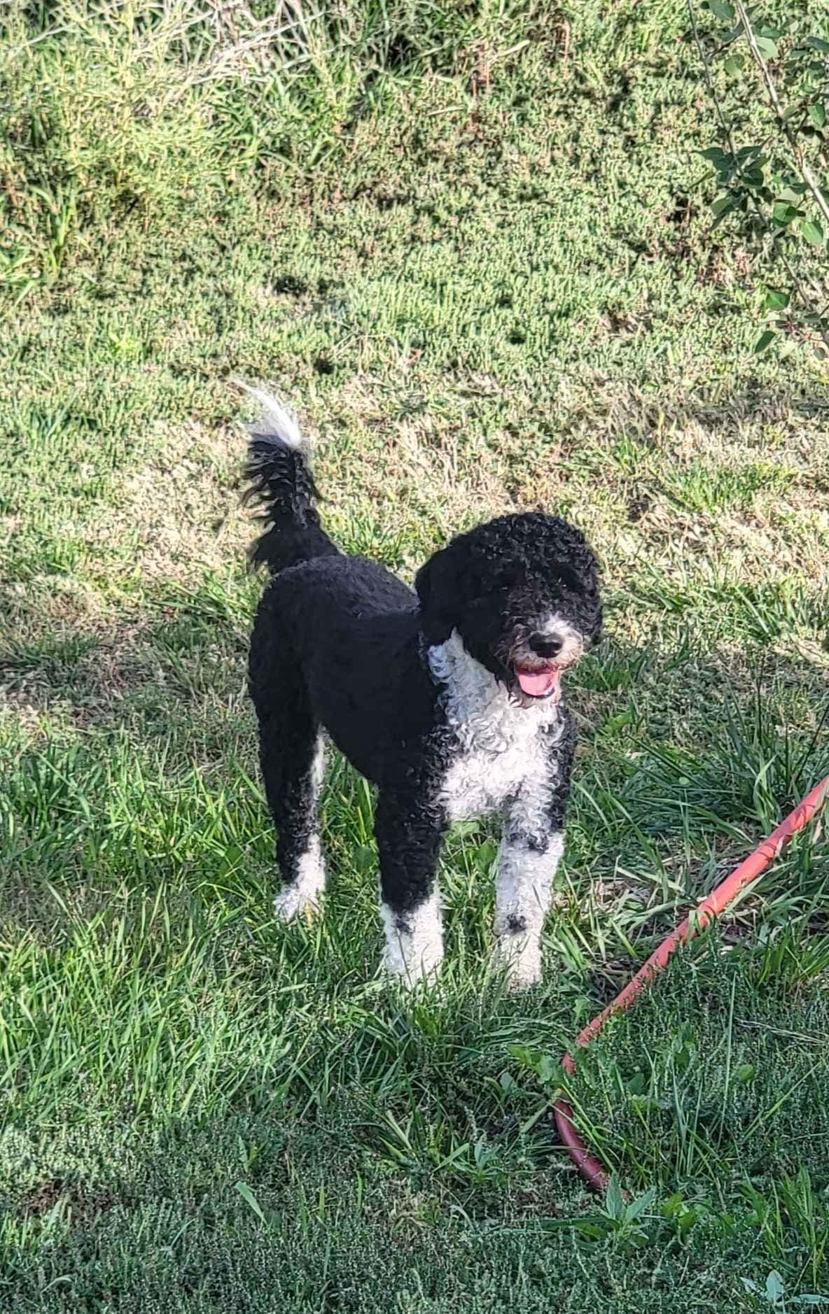Portuguese Water Dog Puppies breeder image 13
