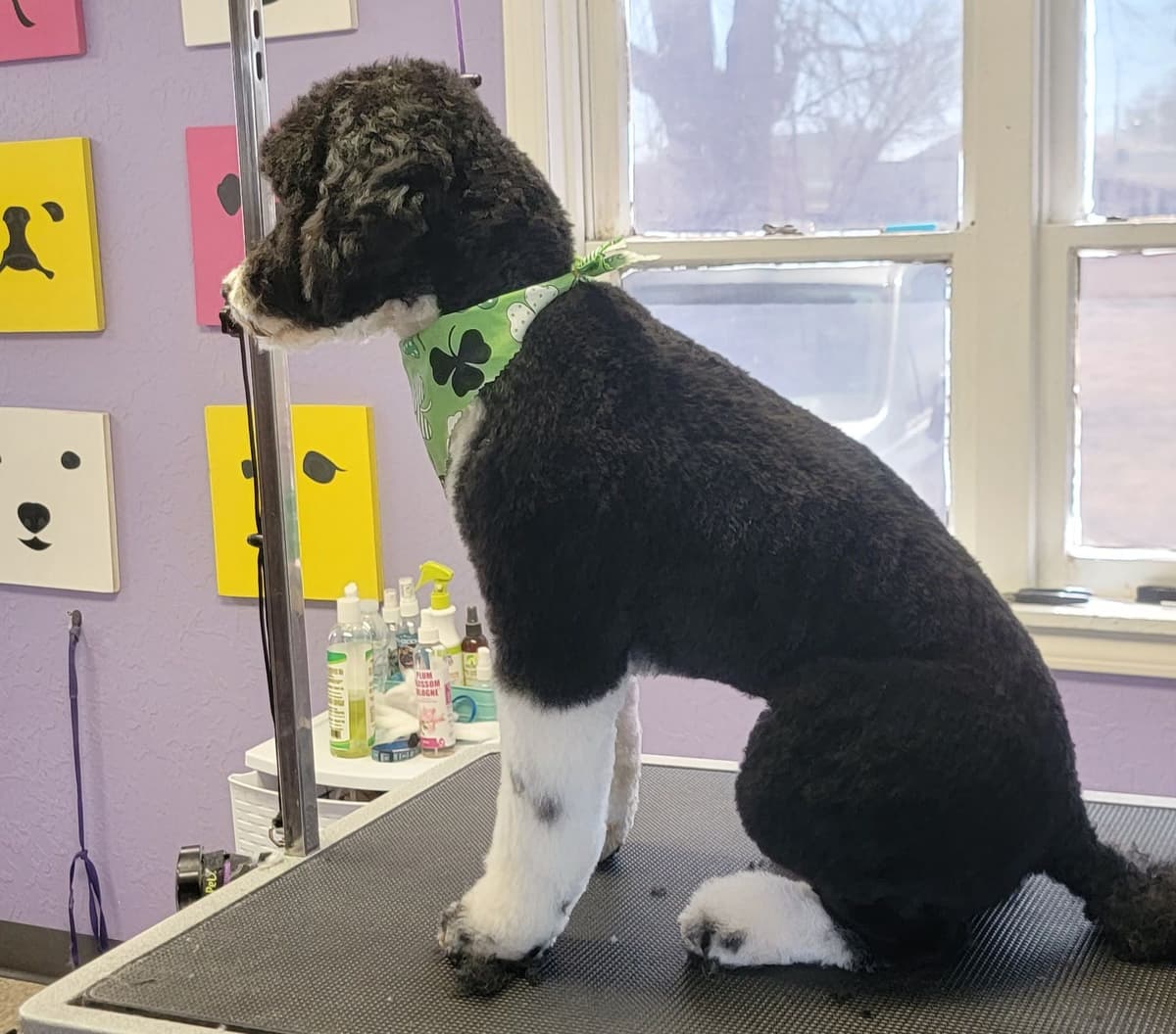 Portuguese Water Dog Puppies breeder image 14