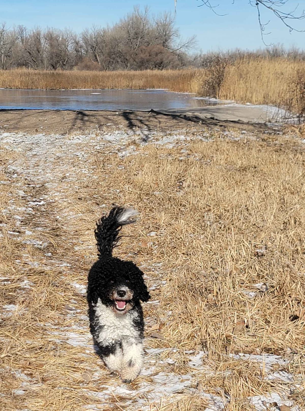 Portuguese Water Dog Puppies breeder image 15