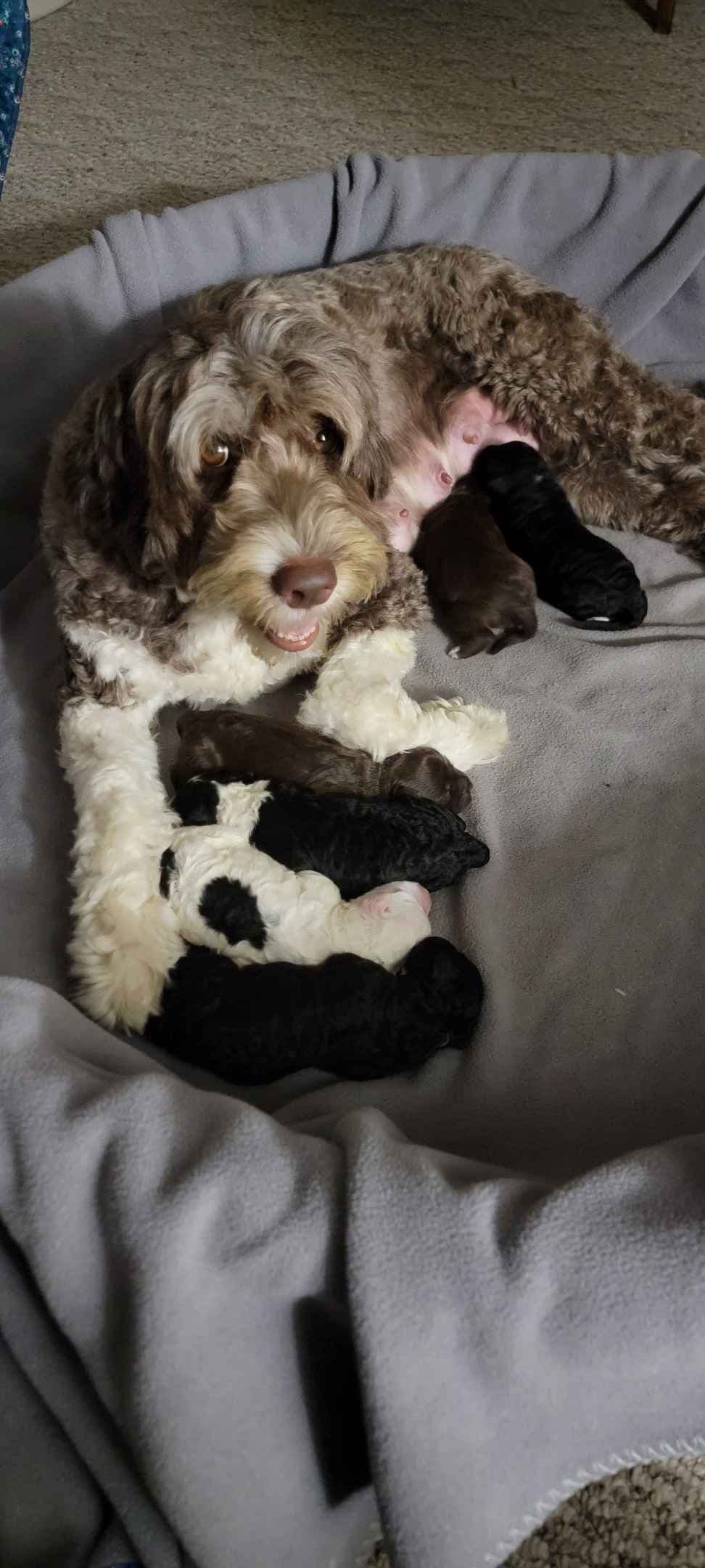 Portuguese Water Dog Puppies breeder image 16