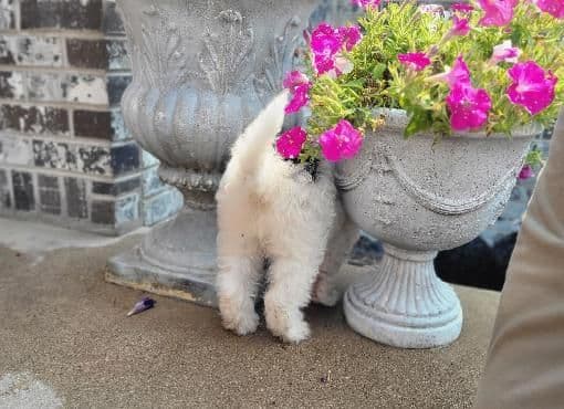 Portuguese Water Dog Puppies breeder image 21