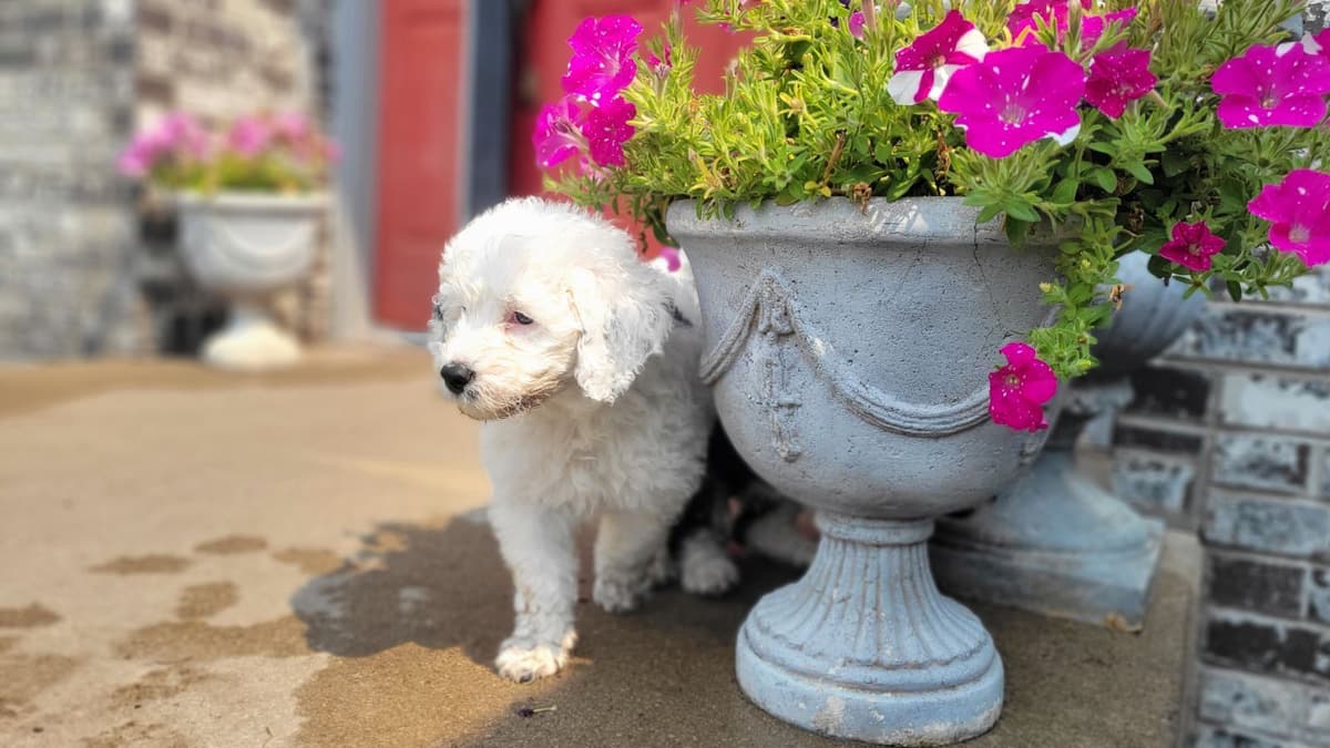Portuguese Water Dog Puppies breeder image 22