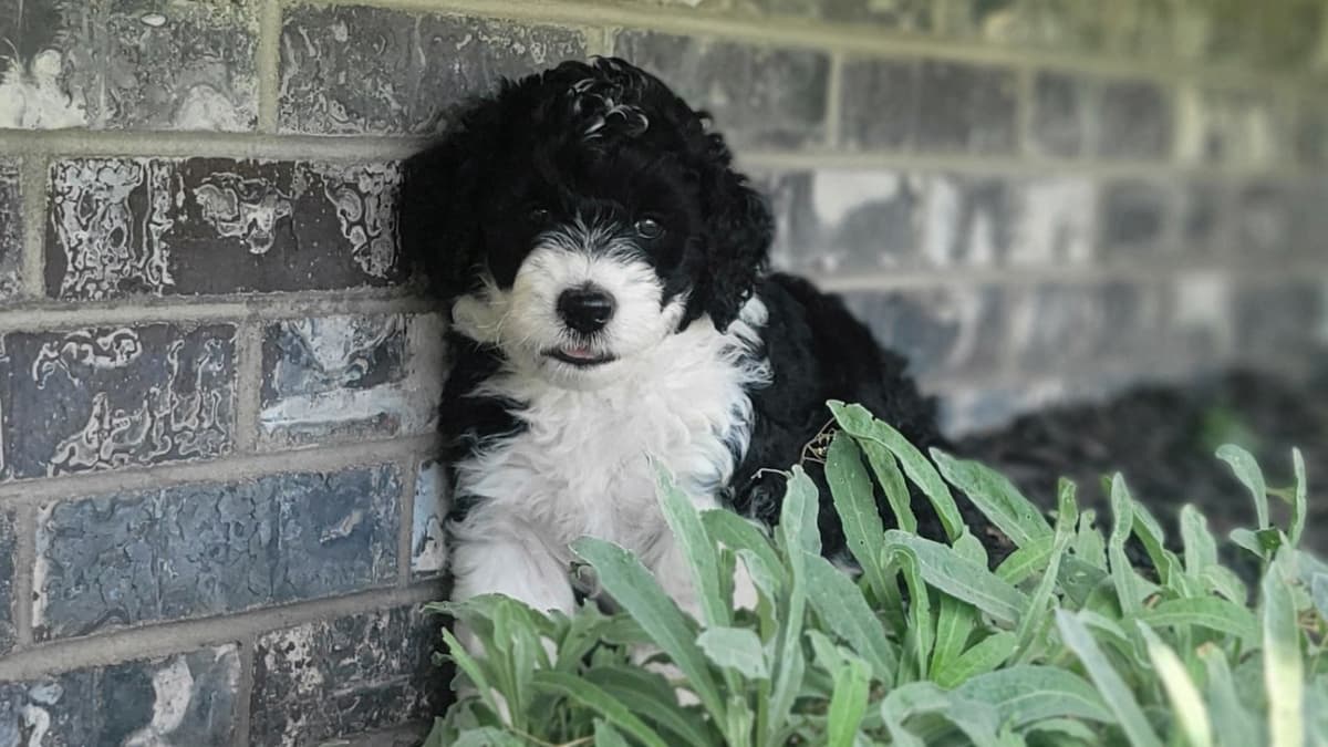 Portuguese Water Dog Puppies breeder image 25