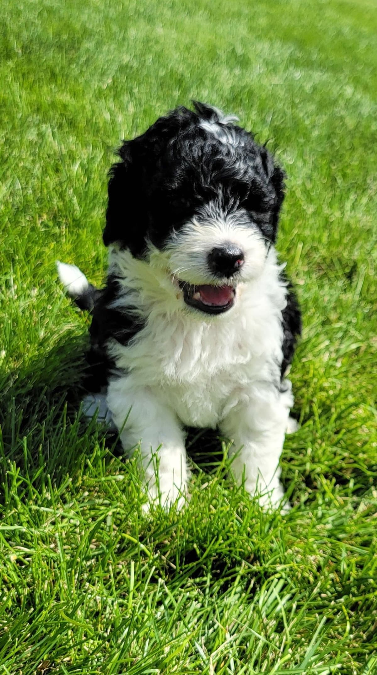 Portuguese Water Dog Puppies breeder image 26