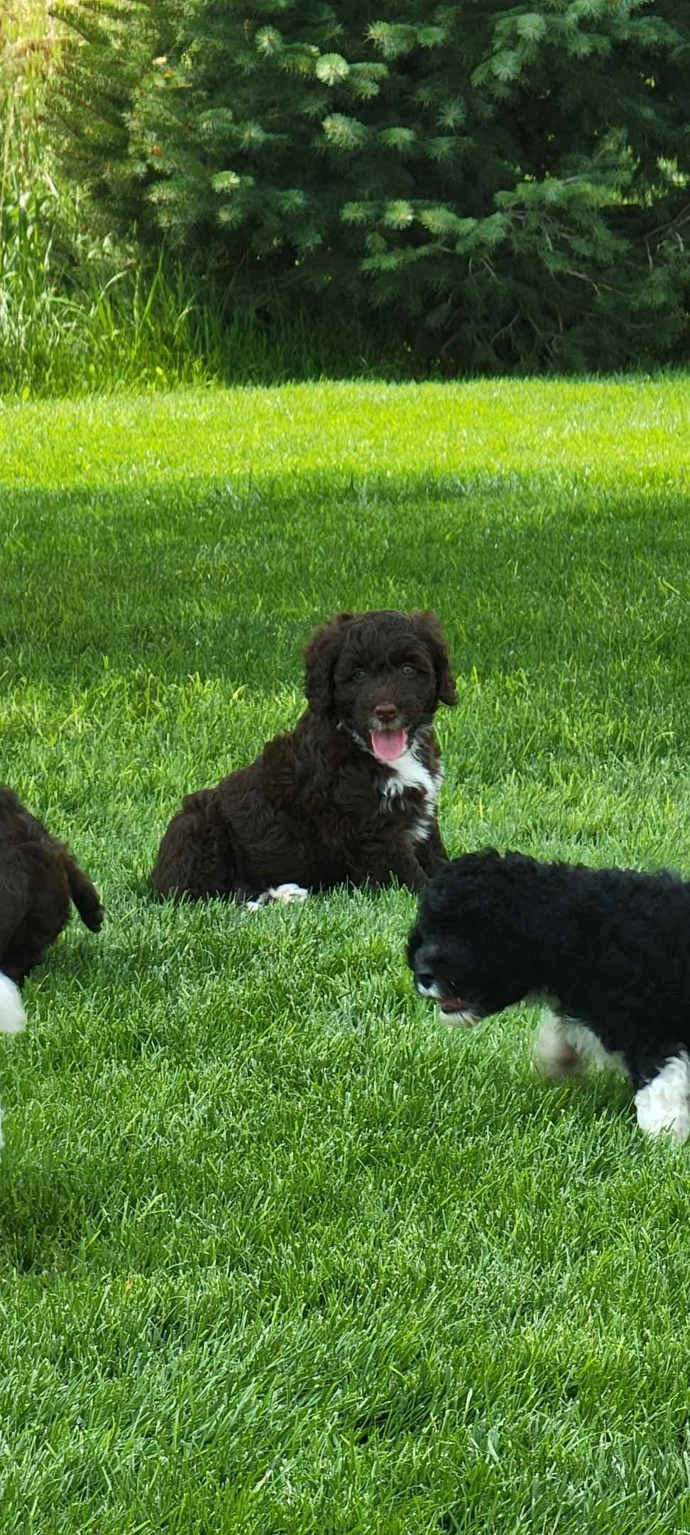 Portuguese Water Dog Puppies breeder image 27