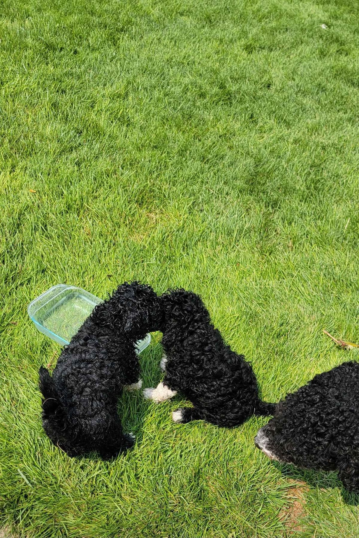 Portuguese Water Dog Puppies breeder image 28