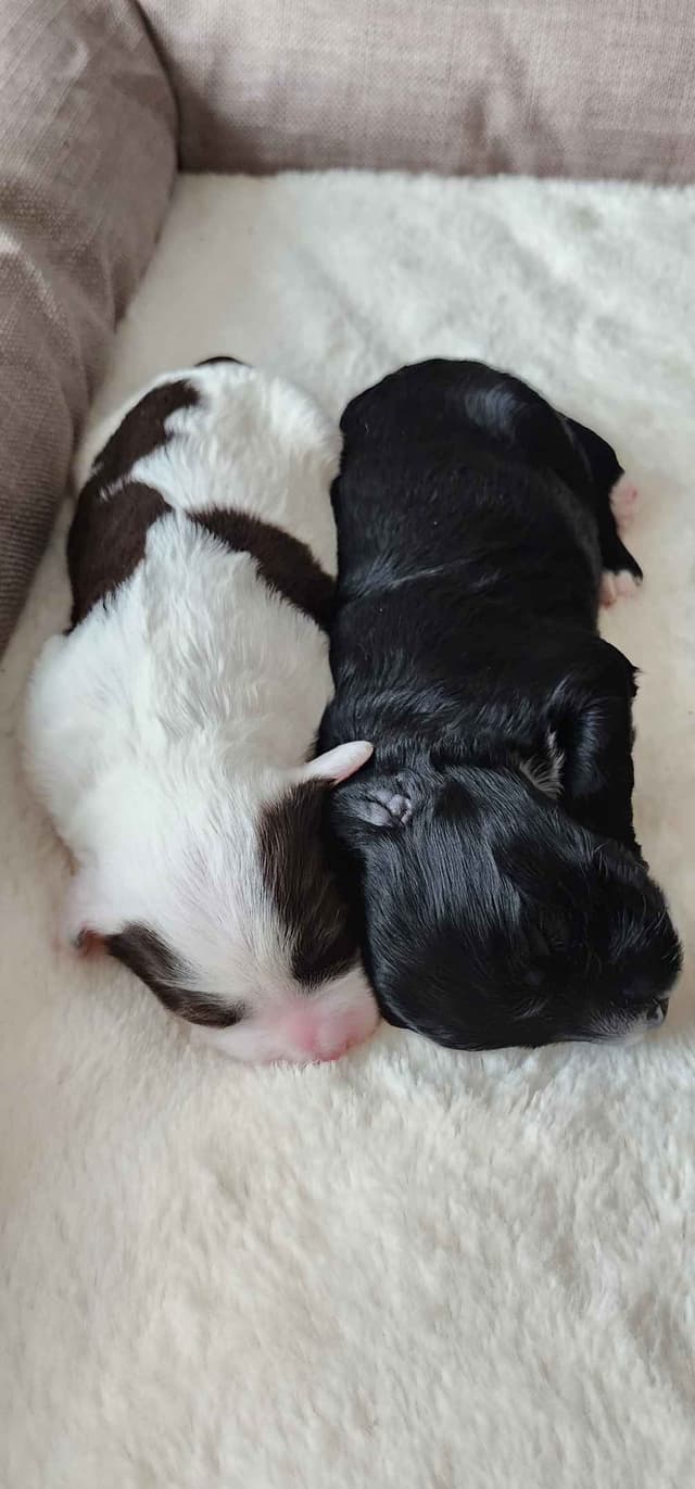 Portuguese Water Dog Puppies media 2