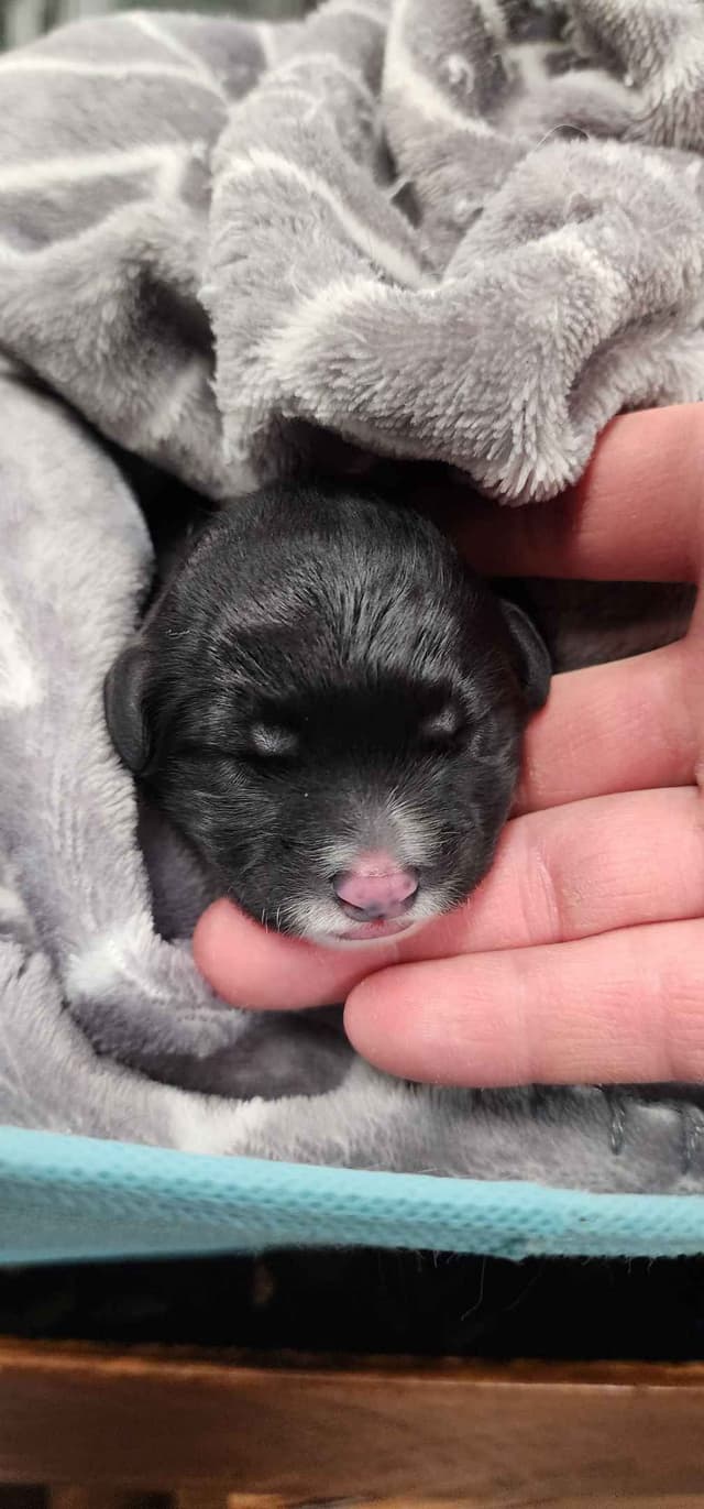 Portuguese Water Dog Puppies media 3