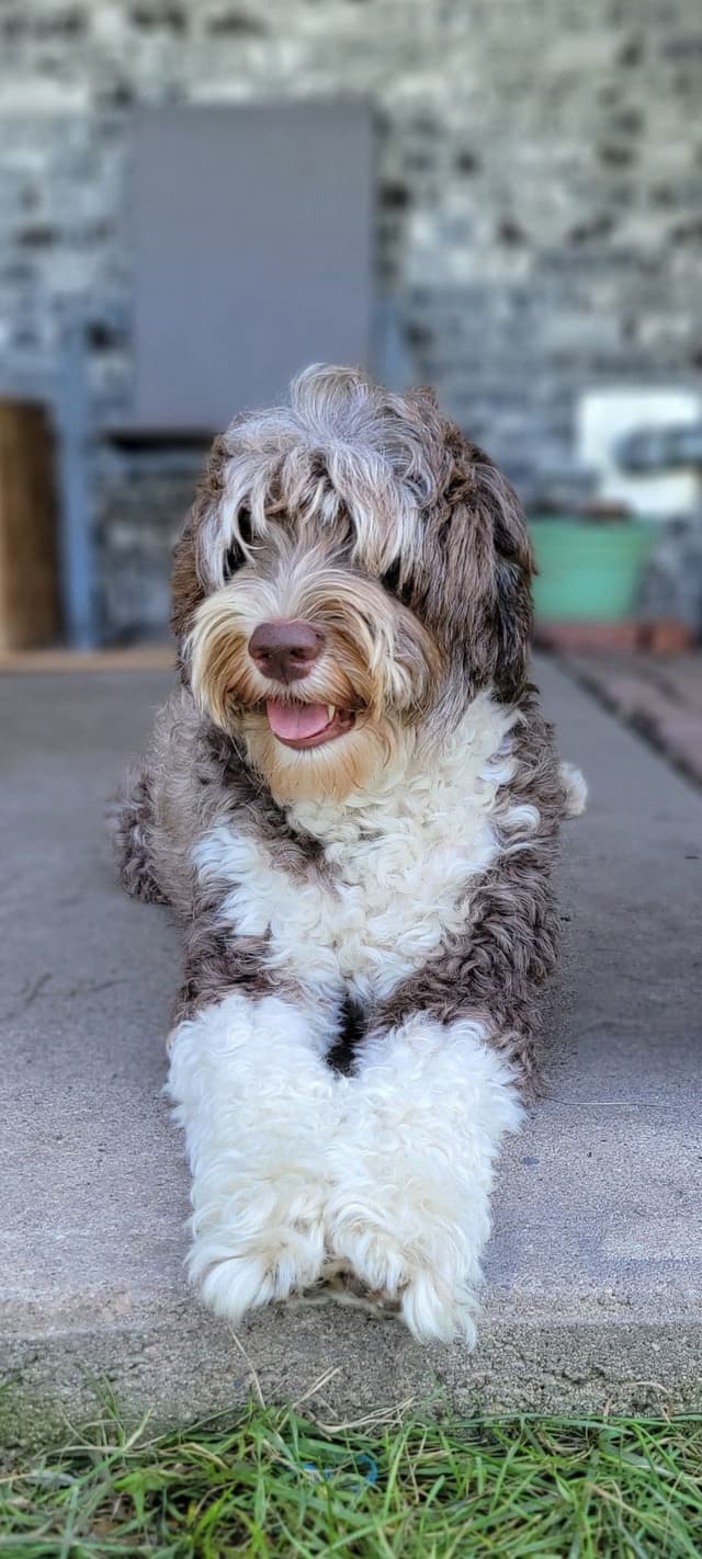 Portuguese Water Dog Puppies media 29