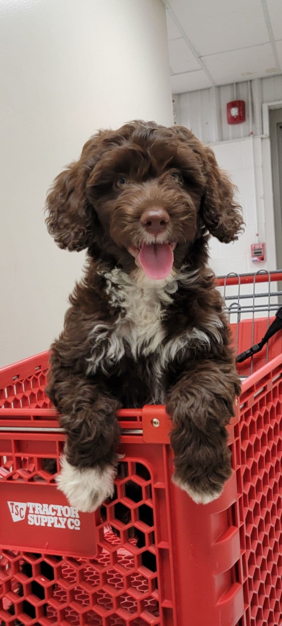 Portuguese Water Dog Puppies breeder image 30