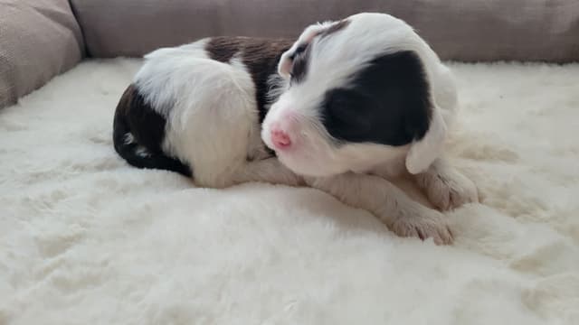 Portuguese Water Dog Puppies media 4