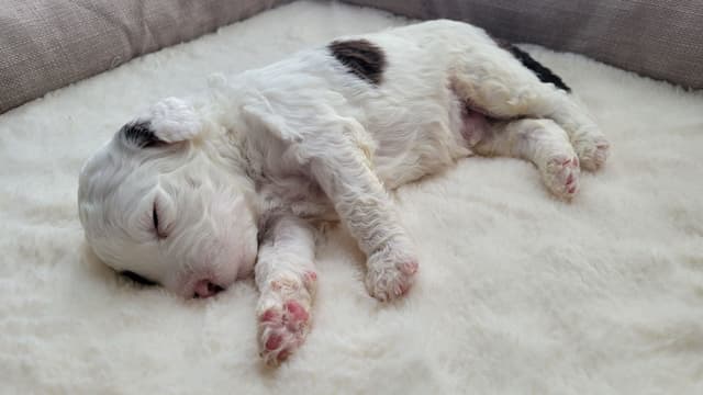 Portuguese Water Dog Puppies media 5