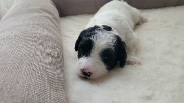 Portuguese Water Dog Puppies media 6