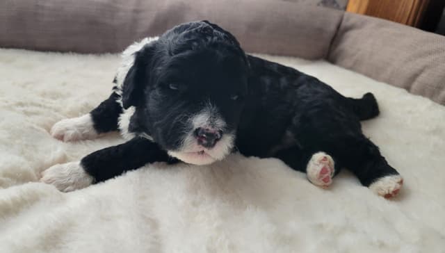 Portuguese Water Dog Puppies media 7